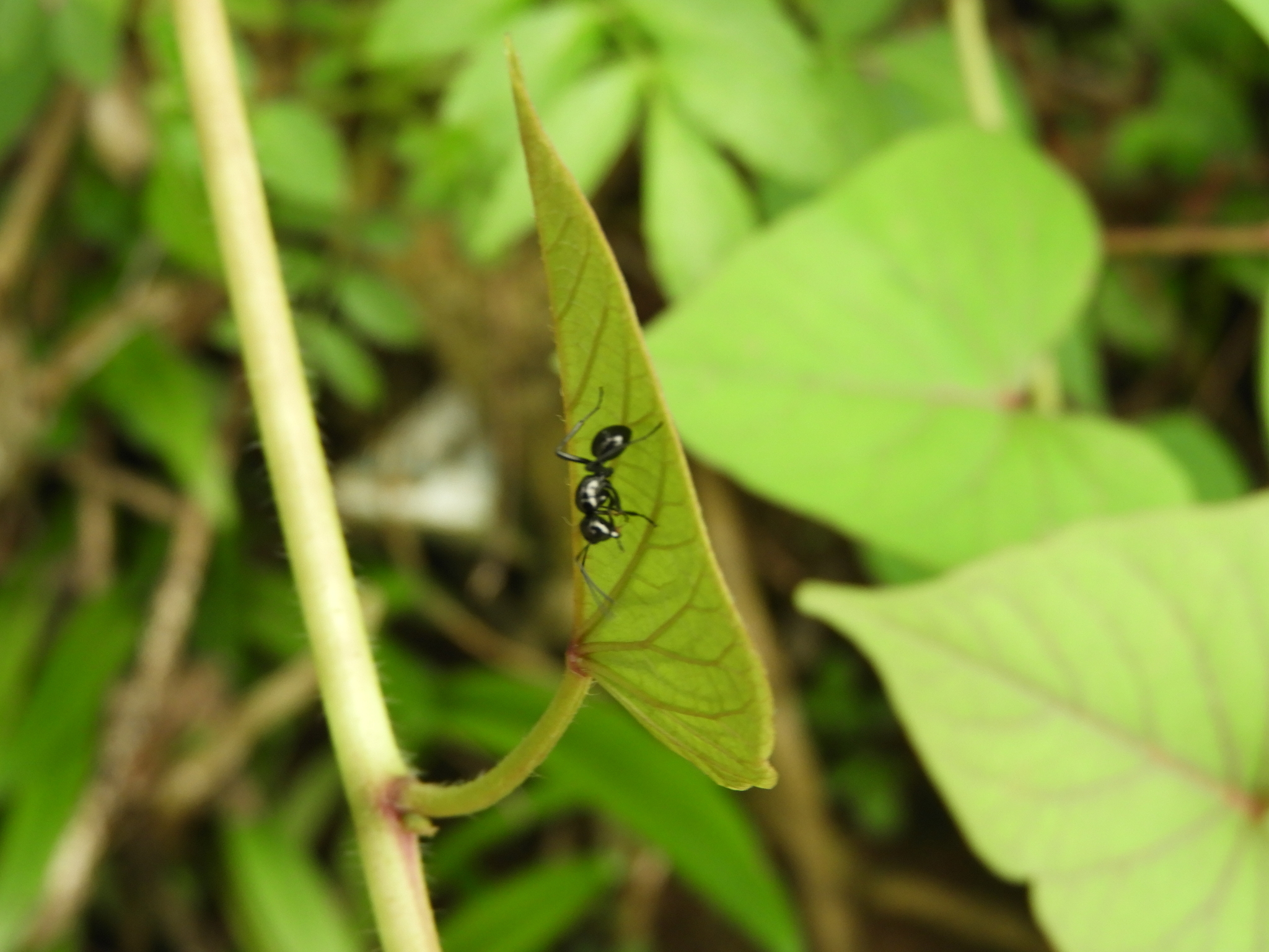 Polyrhachis fornicata