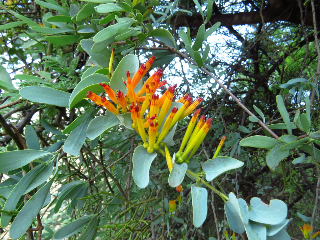 Agelanthus pungu