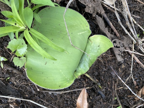 Haemanthus deformis
