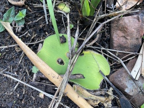 Haemanthus deformis