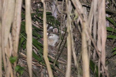 Melogale subaurantiaca