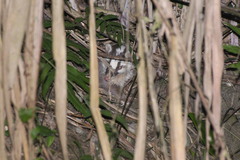 Melogale subaurantiaca