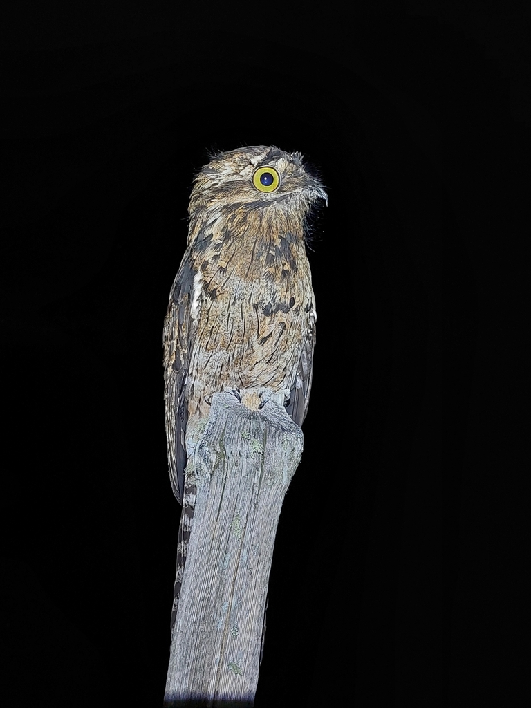 Common Potoo