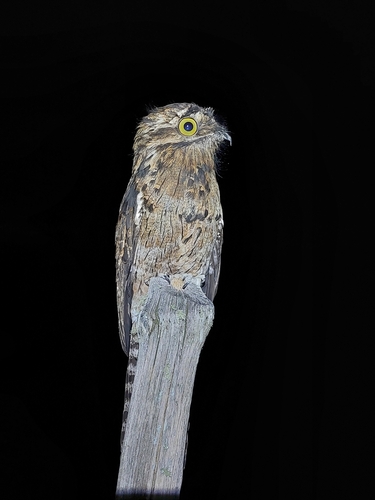 Common Potoo