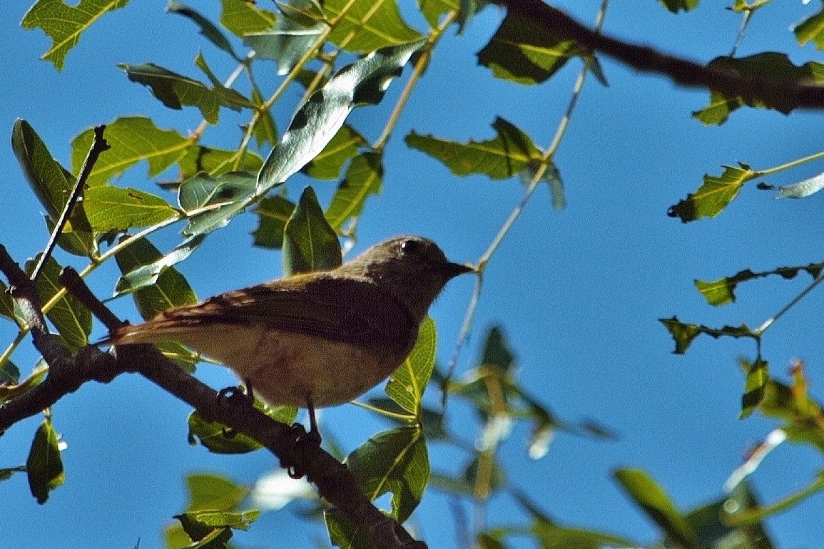 Green-backed Honeybird (Prodotiscus zambesiae), photo 7