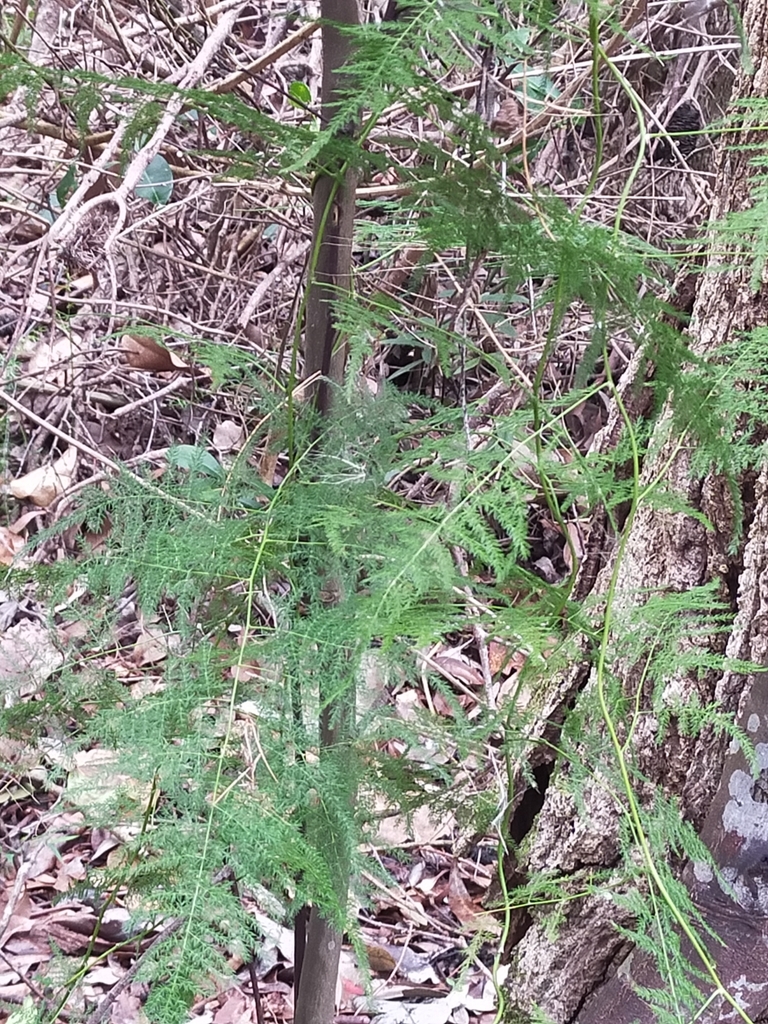 Common Asparagus Fern from H9Q5+X4, Iluka NSW 2466, Australia on