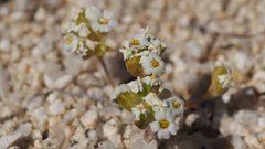 Linanthus maculatus emaculatus