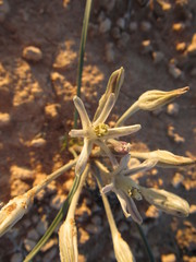 Androstephium breviflorum