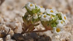 Linanthus maculatus emaculatus