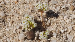 Linanthus maculatus emaculatus