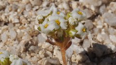 Linanthus maculatus emaculatus