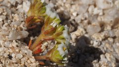 Linanthus maculatus emaculatus
