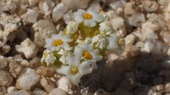 Linanthus maculatus emaculatus
