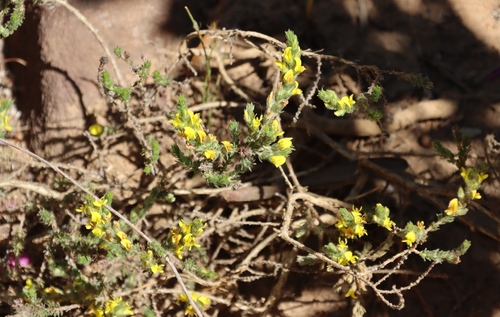 Image of Heathleaf Capegorse by (c) Tony Rebelo, some rights reserved (CC BY-SA)