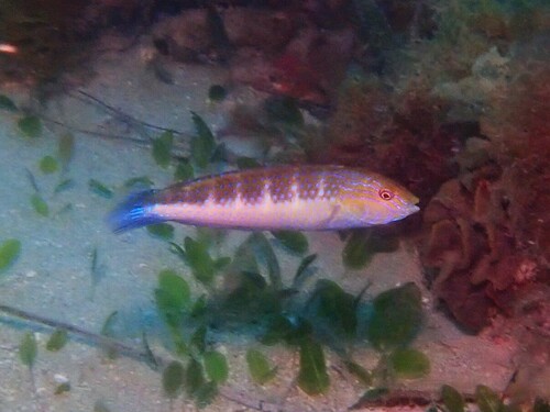 Bluethroat rainbow wrasse (Suezichthys cyanolaemus) — Labridae — 3