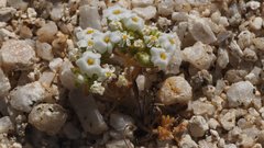 Linanthus maculatus emaculatus