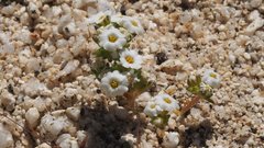 Linanthus maculatus emaculatus