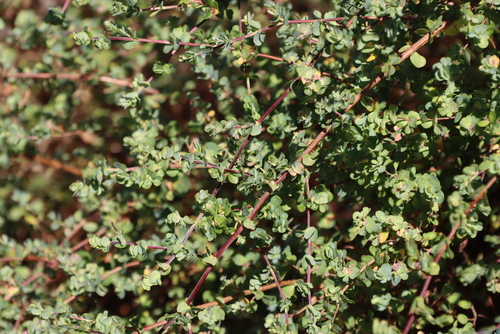 Image of Cliffortia obcordata by (c) Tony Rebelo, some rights reserved (CC BY-SA)