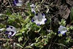Nemophila maculata