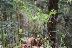 Polystichum tripteron