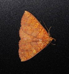 Singara diversalis
