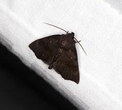 Thalatta fasciosa