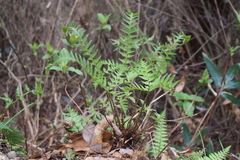 Polystichum tripteron