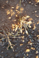 Androstephium breviflorum