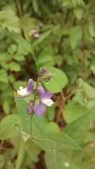 Polygala appressipilis