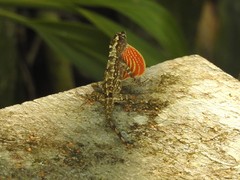 Anolis ortonii