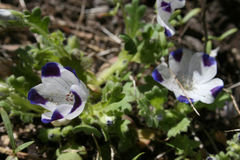 Nemophila maculata