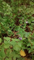 Polygala appressipilis