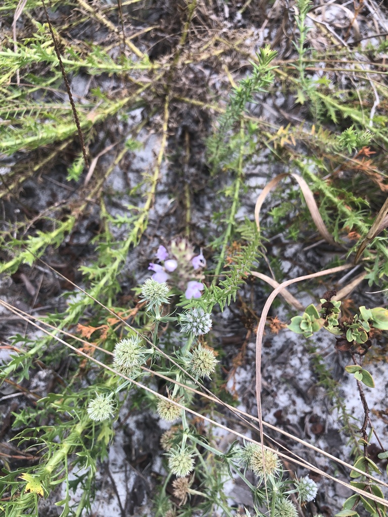 Florida pennyroyal from Florida State Parks, Sebring, FL, US on