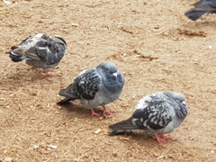 Columba livia domestica