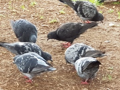 Columba livia domestica