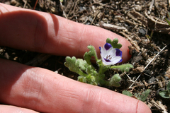 Nemophila maculata