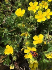 Potentilla verna
