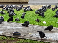 Columba livia domestica