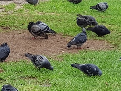 Columba livia domestica