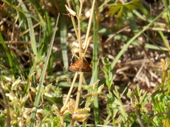 Pyrausta subsequalis