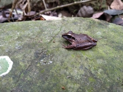 Craugastor metriosistus