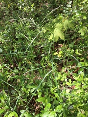Poa nemoralis