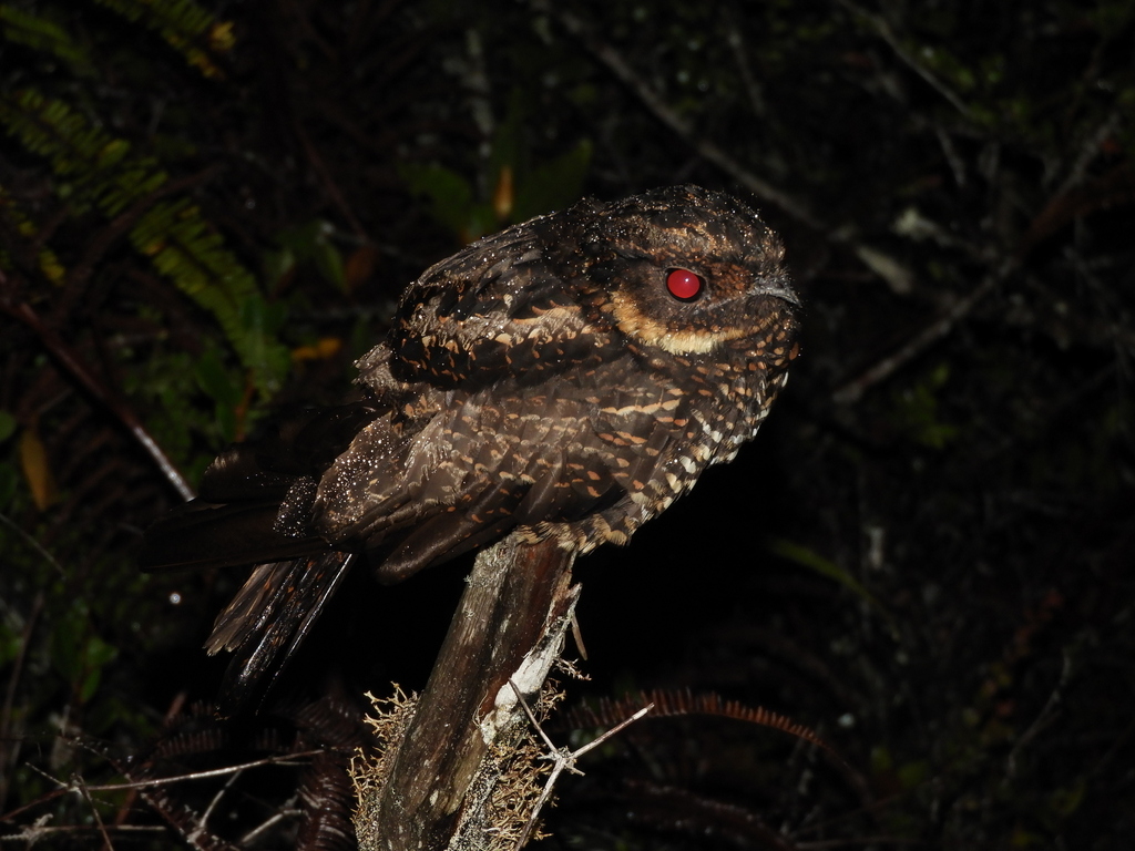 Sulawesi Nightjar