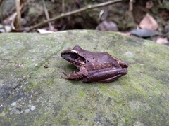 Craugastor metriosistus