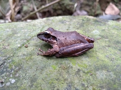 Craugastor metriosistus