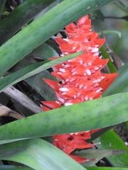 Aechmea hoppii