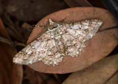Cleora alienaria