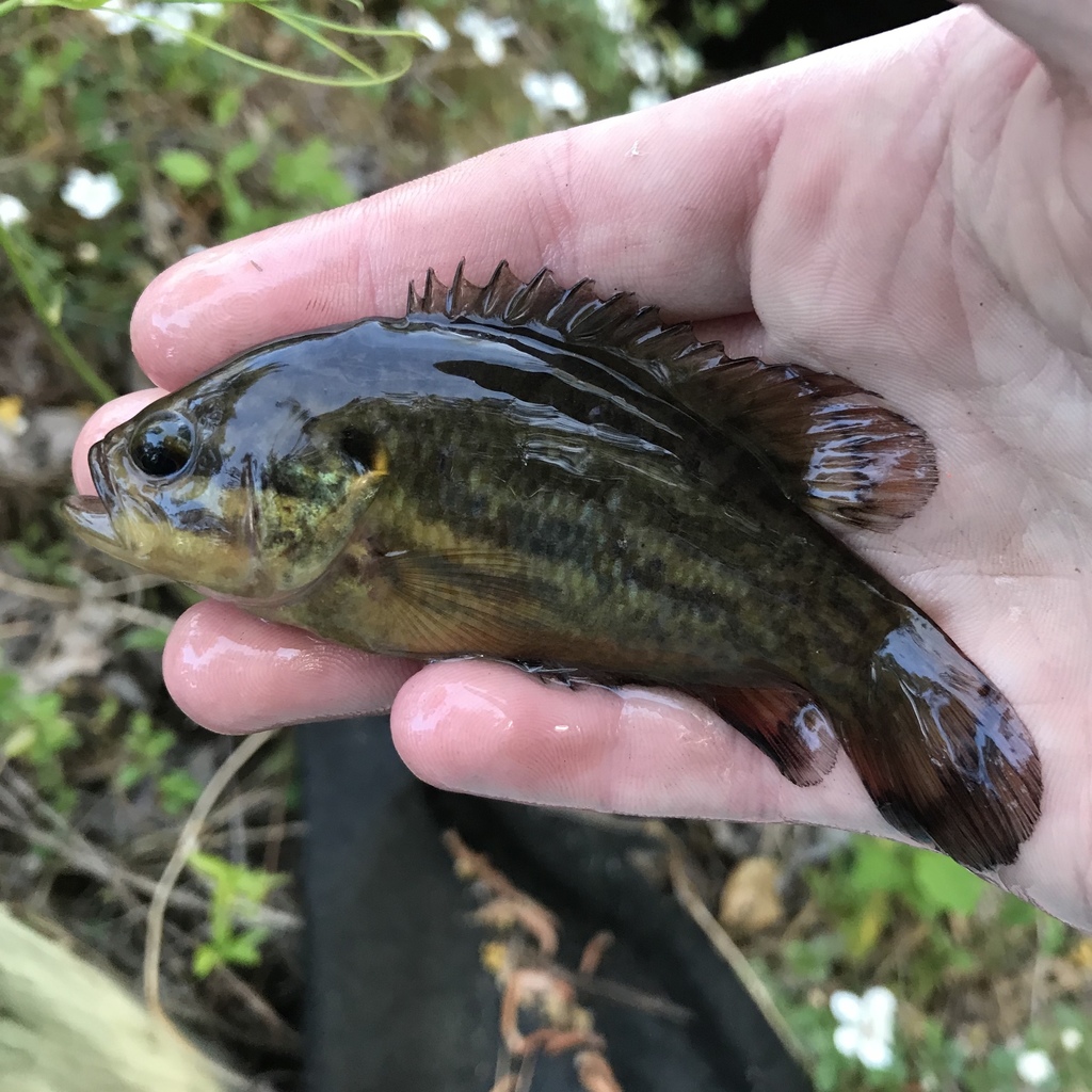 Mud Sunfish from Berkeley County, SC, USA on March 29, 2019 at 06:28 PM ...