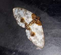 Abraxas amicula-illuminata