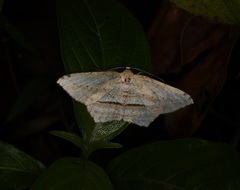 Calletaera dentata